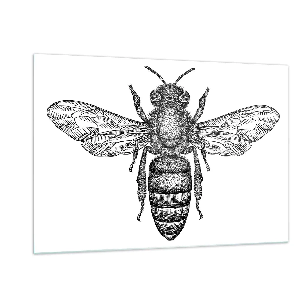 Quadro em vidro - Retrato de um inseto - 120x80 cm