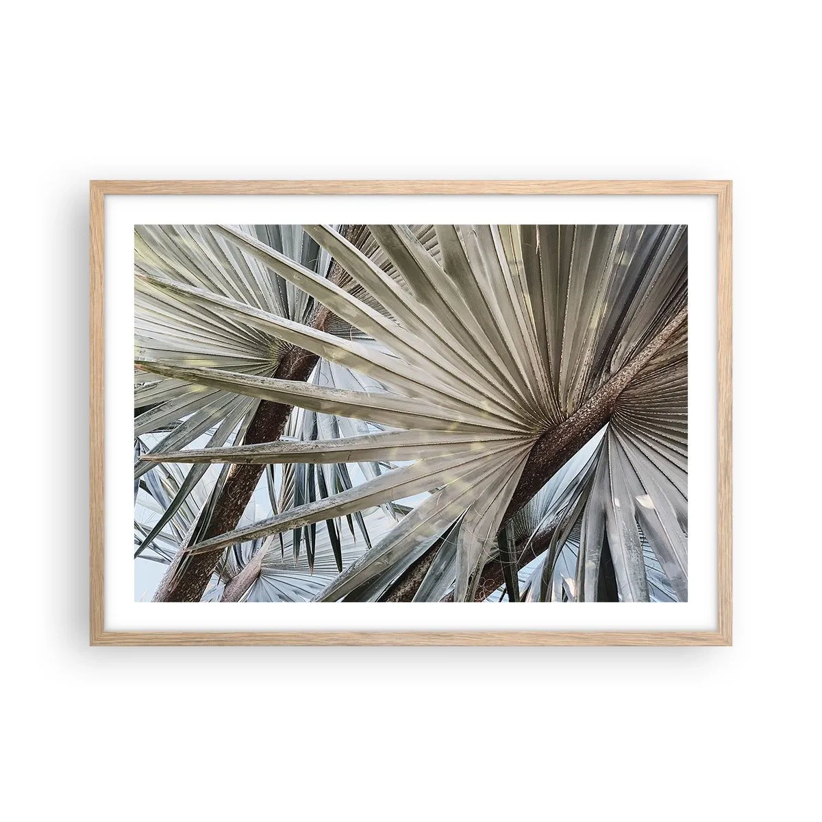 Pôster com moldura de carvalho claro - Leques nos trópicos - 70x50 cm