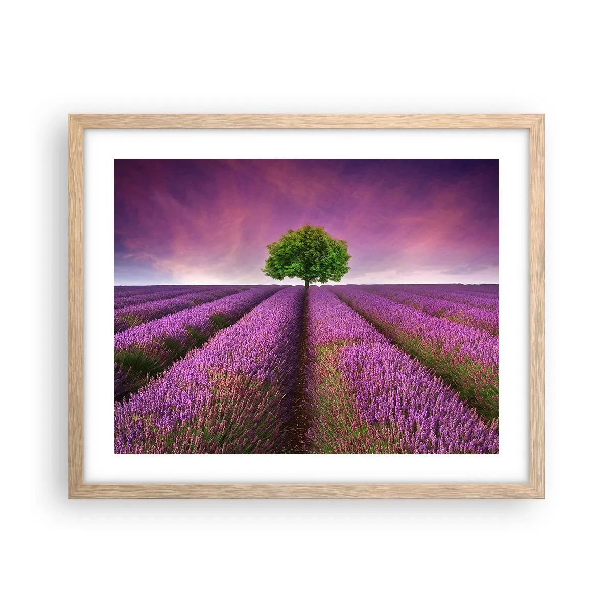 Pôster com moldura de carvalho claro - Nos campos de lavanda - 50x40 cm