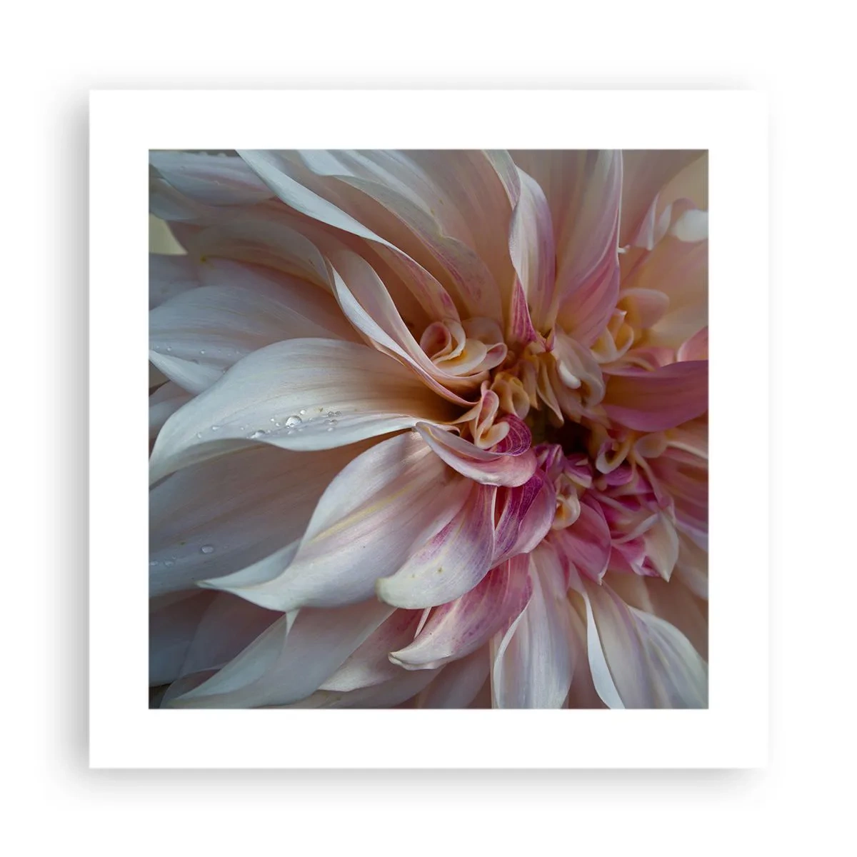 Pôster - Frescor florescente - 40x40 cm