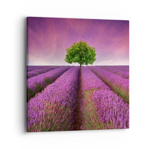 Quadro em tela - Nos campos de lavanda - 40x40 cm