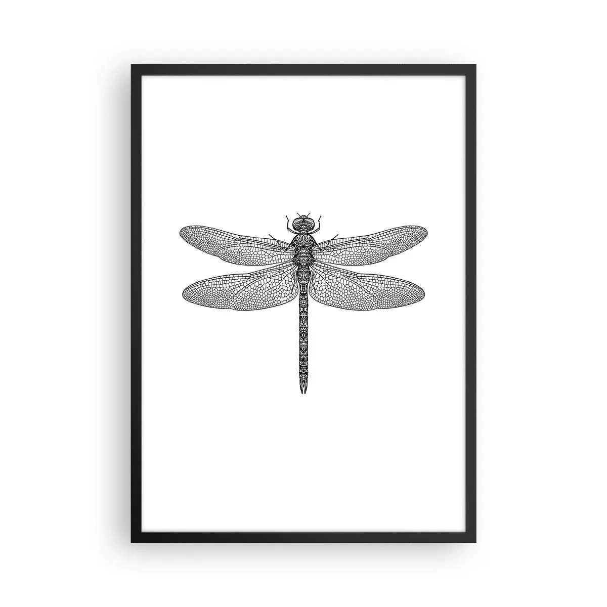 Pôster com moldura preta - Ilustração em preto e branco de uma libélula em um fundo branco - 50x70cm - Precisão da natureza - Decoração de parede moderna para a sala de estar e quarto ARTTOR