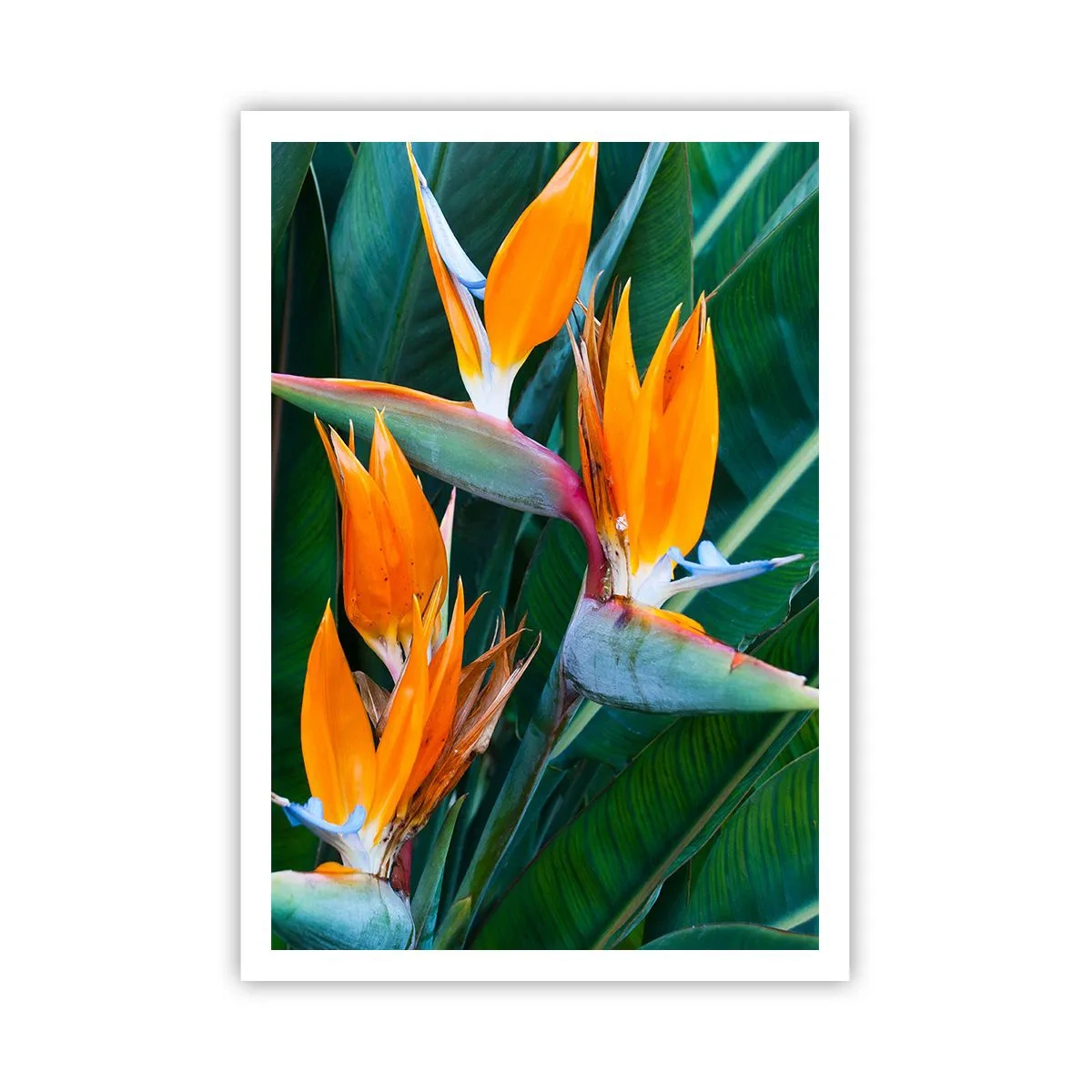 Pôster - É uma flor ou é um pássaro? - 70x100 cm