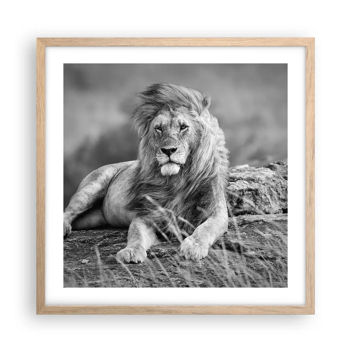 Pôster com moldura de carvalho claro - Sesta real - 50x50 cm