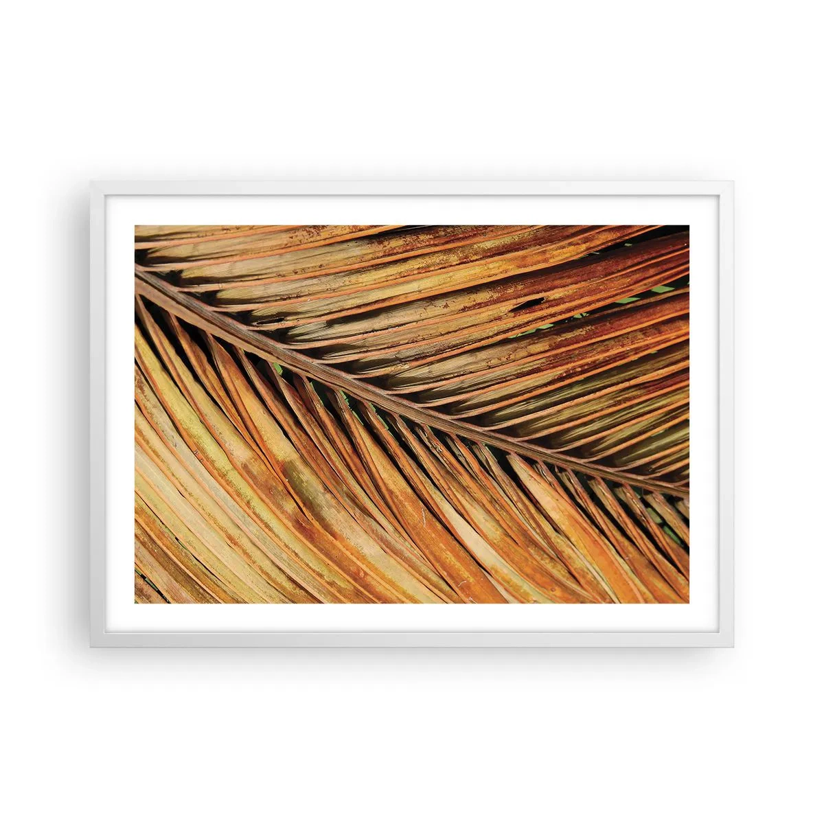 Pôster em moldura branca - Ouro de coco - 70x50 cm