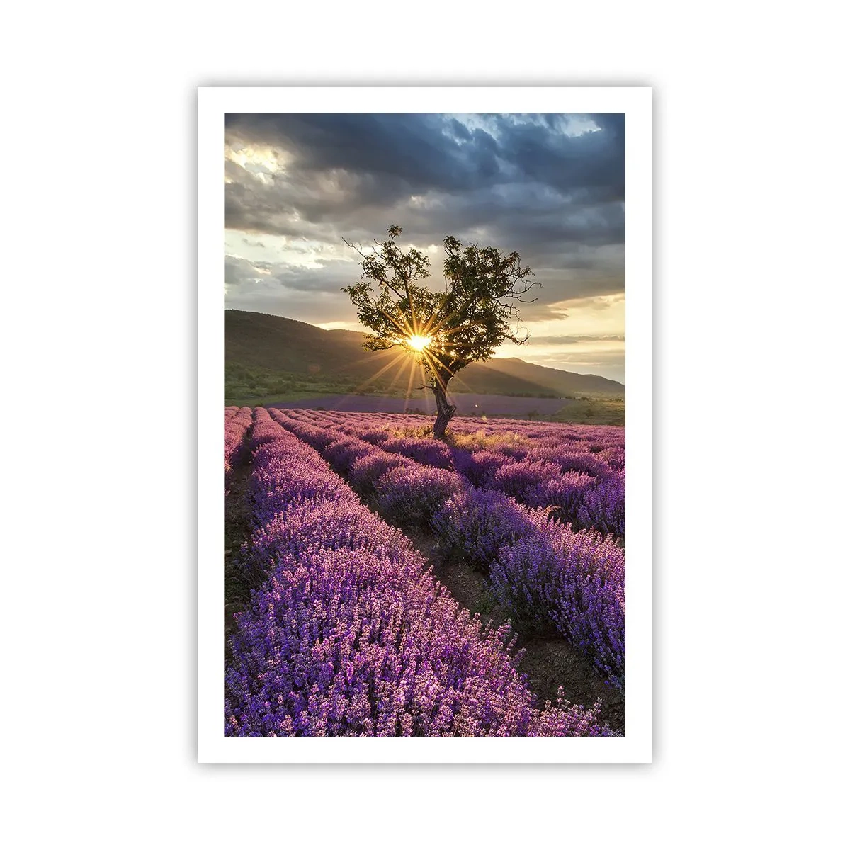 Pôster - Aroma lilás - 61x91 cm