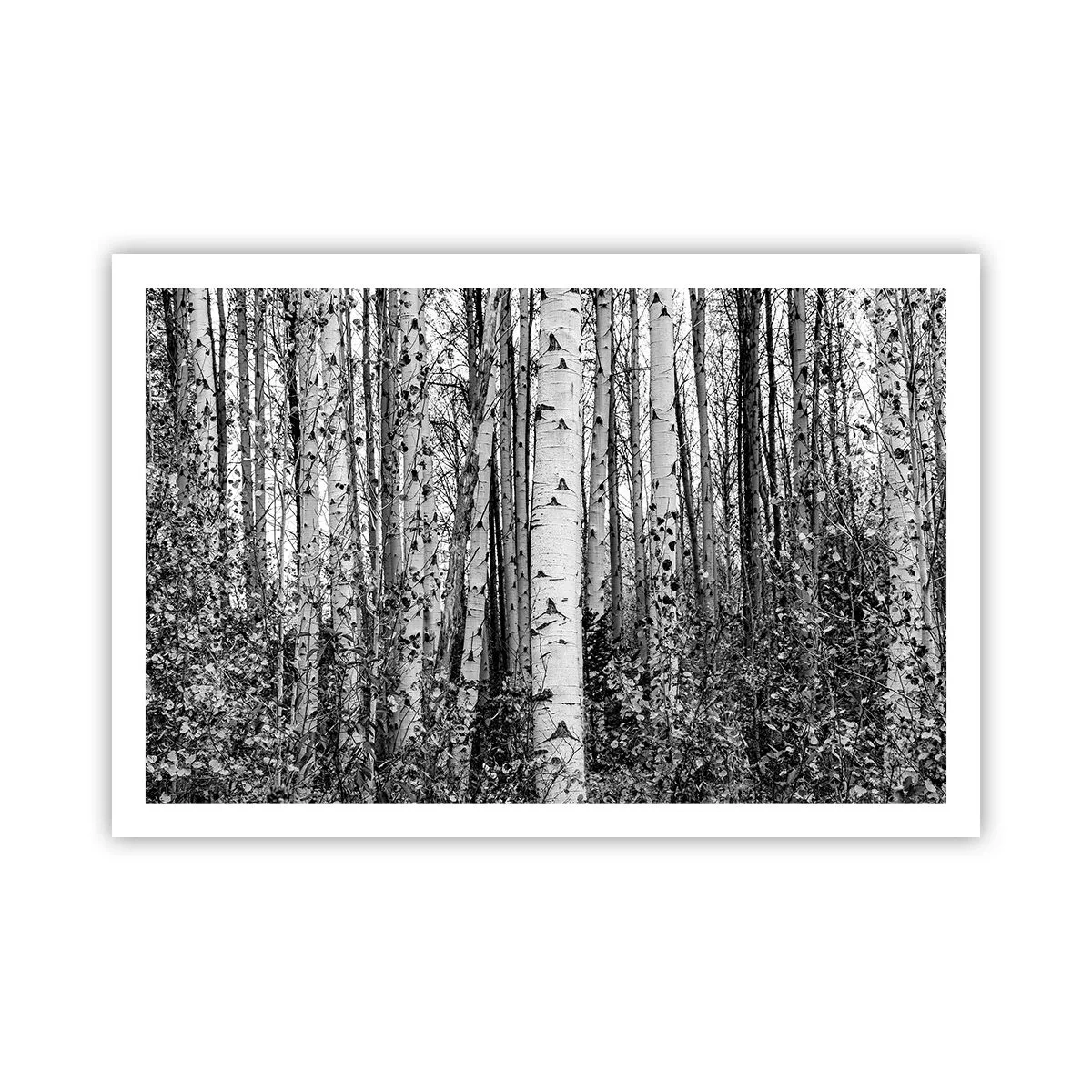 Pôster - Colunata de bétula - 91x61 cm