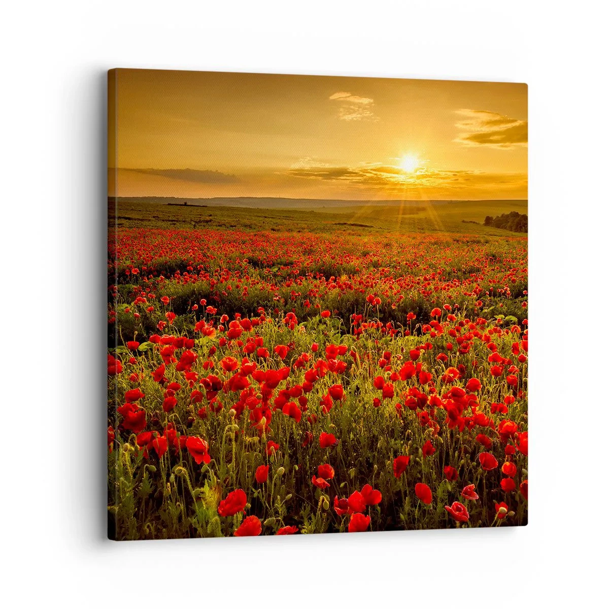 Quadro em tela - Entre o farfalhar da onda de prados, entre o dilúvio das flores - 30x30 cm