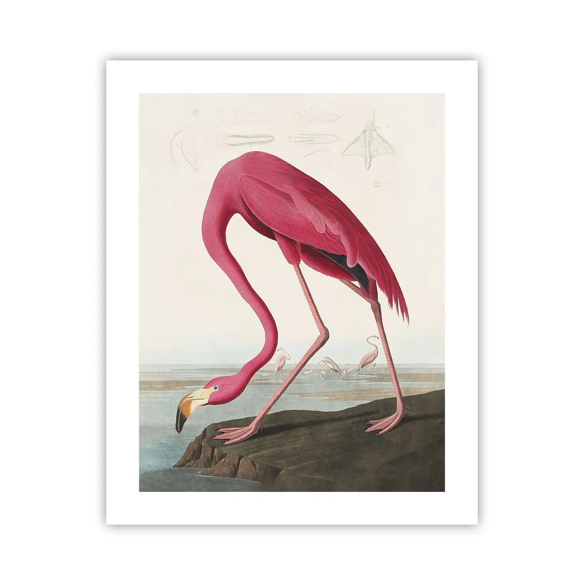 Pôster - Uma criatura surpreendente - 40x50 cm