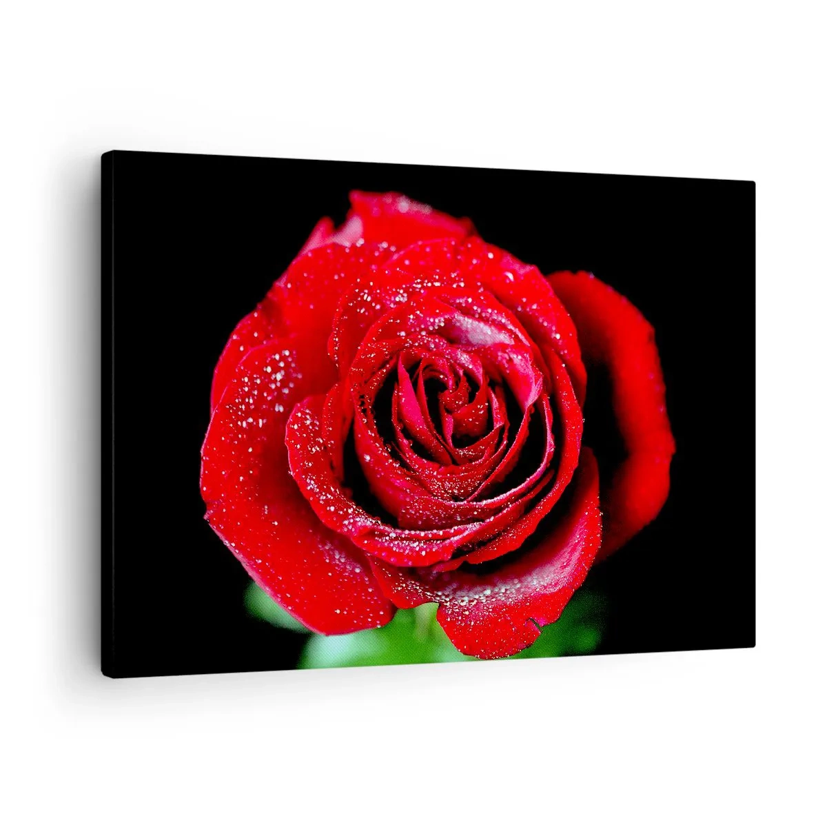 Quadro em tela - Uma rosa vermelha coberta com gotas de orvalho sobre um fundo preto. - 70x50cm - Isso é amor - Decoração de parede moderna para a sala de estar e quarto ARTTOR
