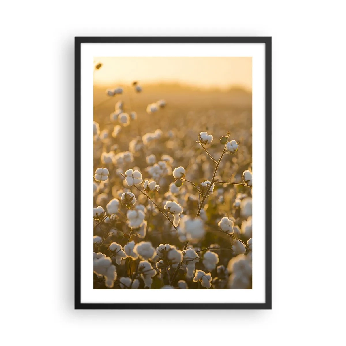 Pôster com moldura preta - Um campo de algodão sob a luz quente do pôr do sol - 50x70cm - Campo macio - Decoração de parede moderna para a sala de estar e quarto ARTTOR