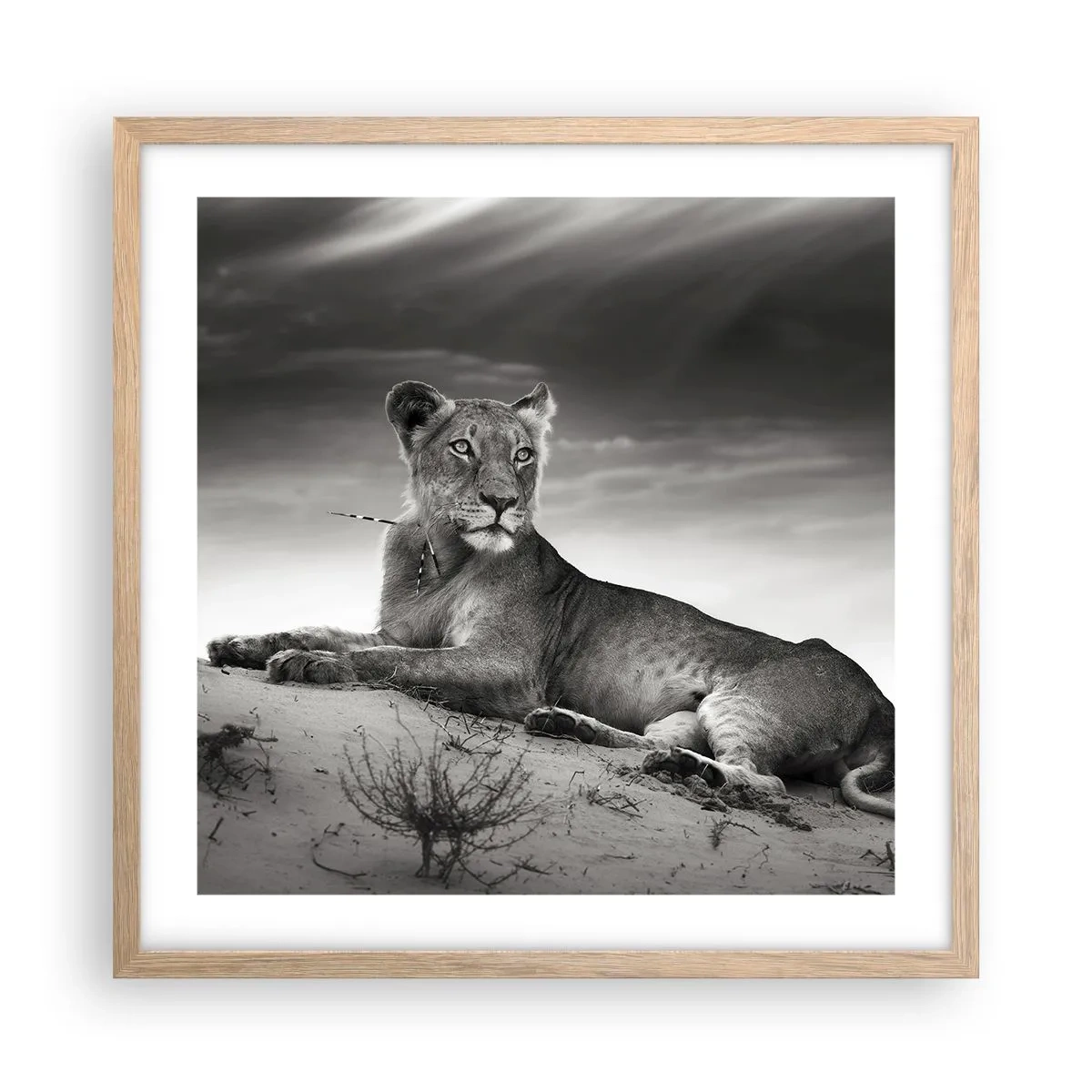 Pôster com moldura de carvalho claro - Descanso da Rainha do Deserto - 50x50 cm