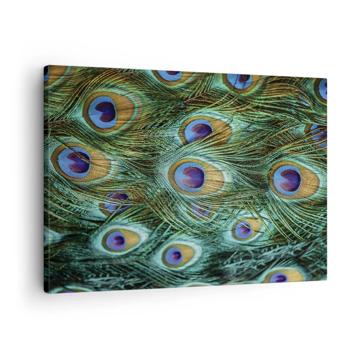 Quadro em tela - Detalhes de penas de pavão em cores ricas - 70x50cm - Um olhar de pavão - Decoração de parede moderna para a sala de estar e quarto ARTTOR