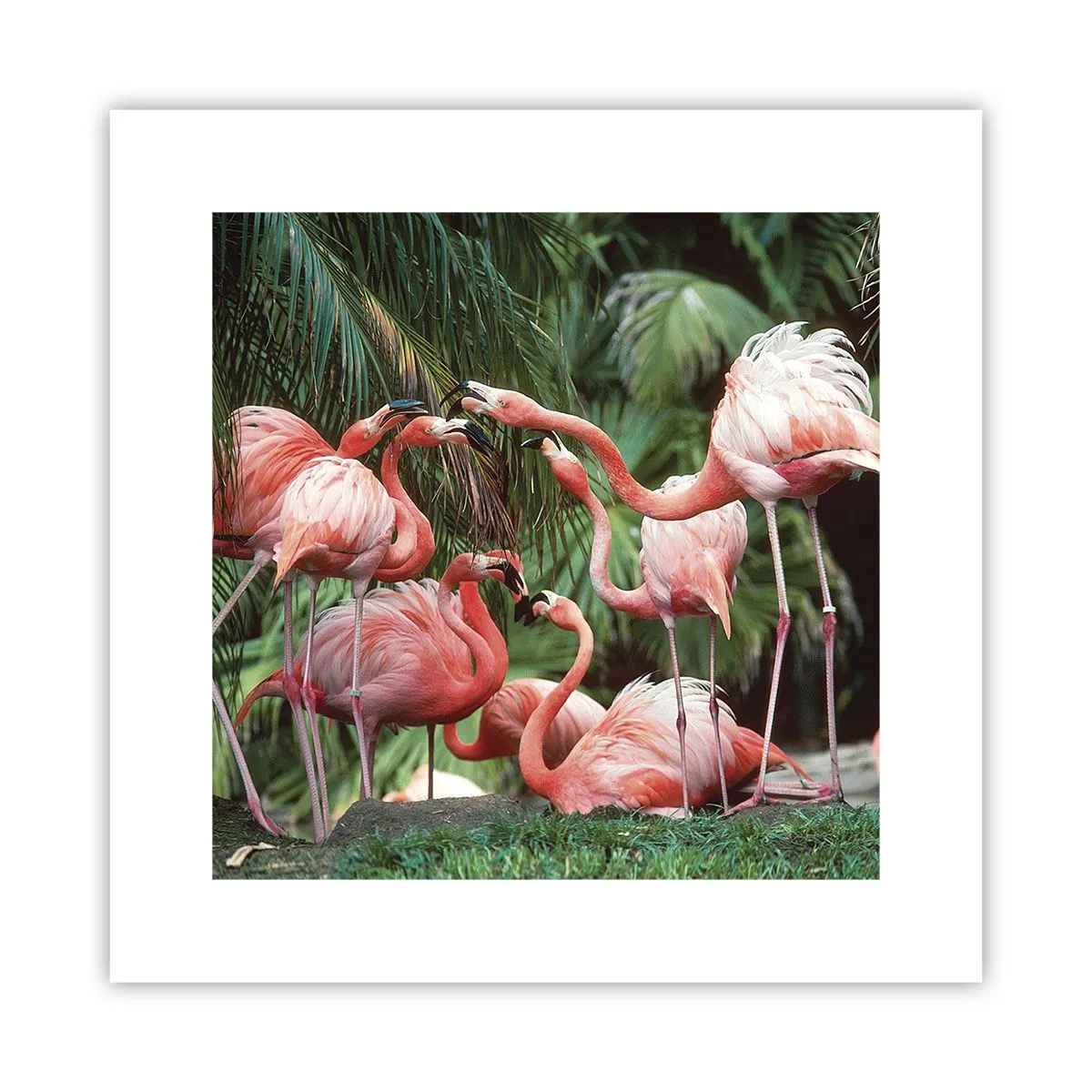 Pôster - Fofocas da tarde - 30x30 cm