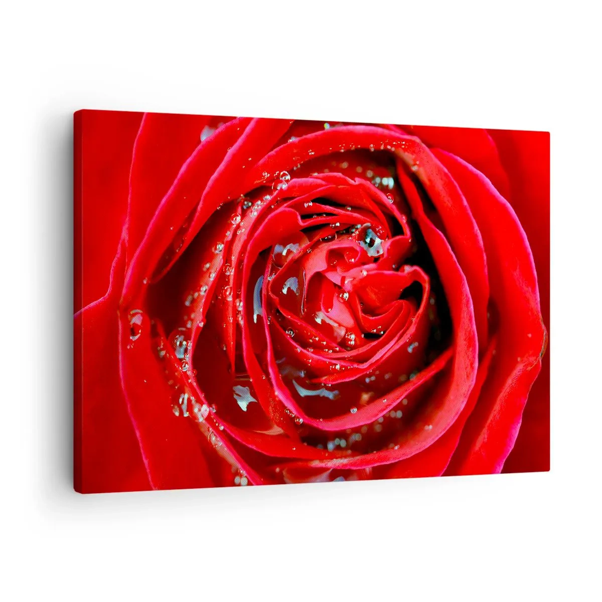 Quadro em tela - Close-up de uma rosa vermelha com gotas de água nas pétalas - 70x50cm - Em gotas de orvalho - Decoração de parede moderna para a sala de estar e quarto ARTTOR