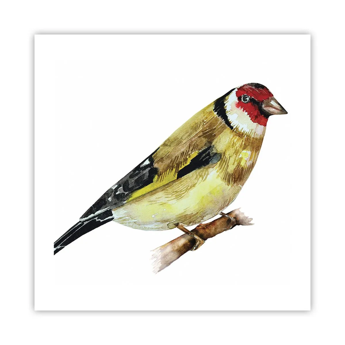 Pôster - Retrato de um pássaro - 50x50 cm