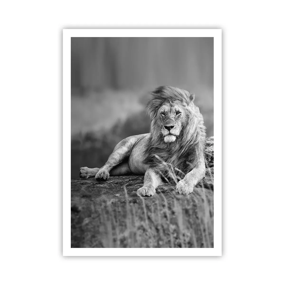 Pôster - Sesta real - 70x100 cm