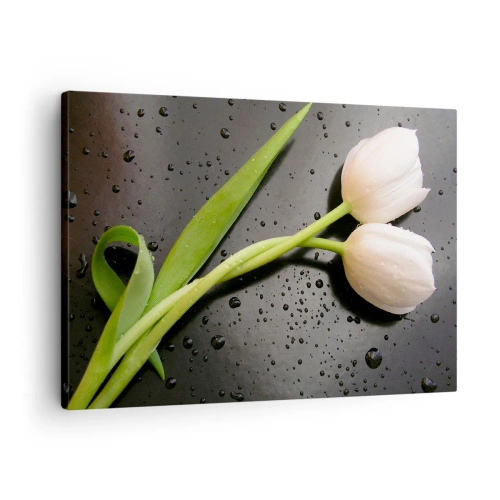 Quadro em tela - Tulipas brancas em um fundo preto com gotas de água - 70x50cm - Trançado de primavera - Decoração de parede moderna para a sala de estar e quarto ARTTOR