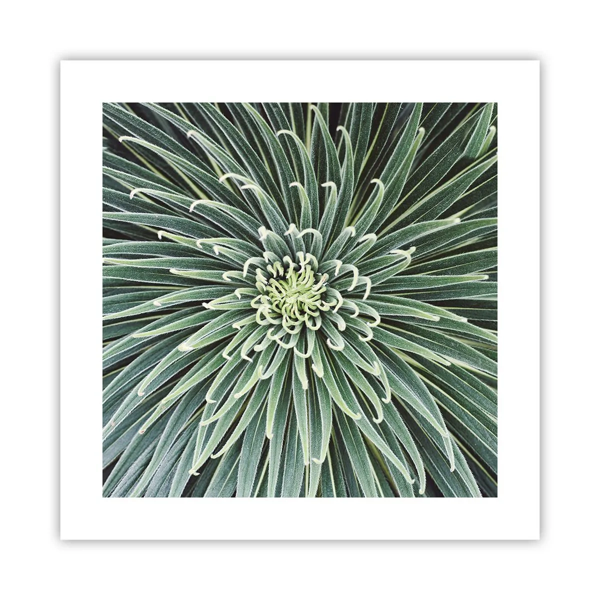 Pôster - Nasce uma estrela - 40x40 cm