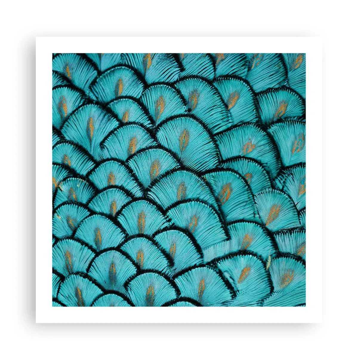 Pôster - A grande gala de penas - 60x60 cm