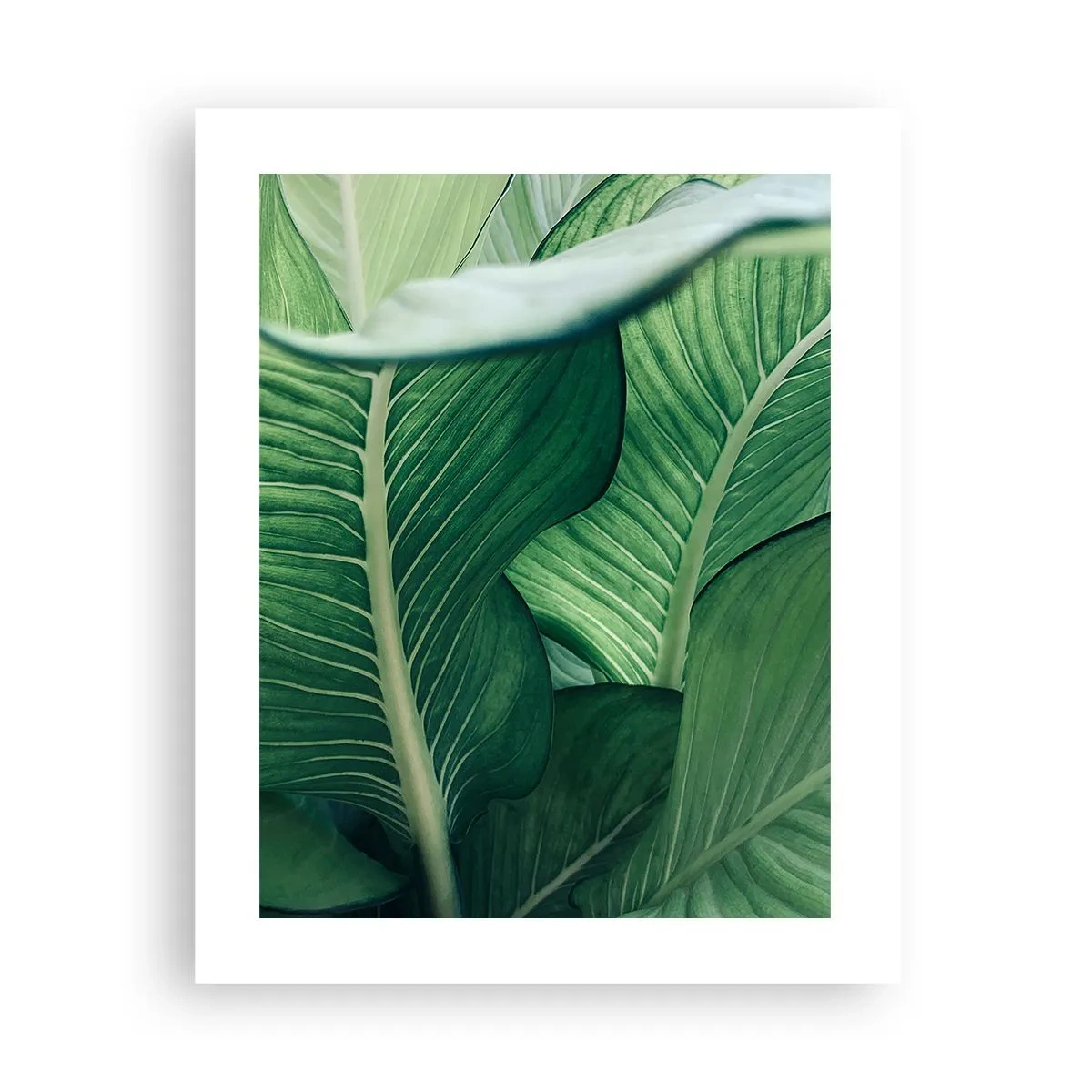 Pôster - Vida intensamente verde - 40x50 cm