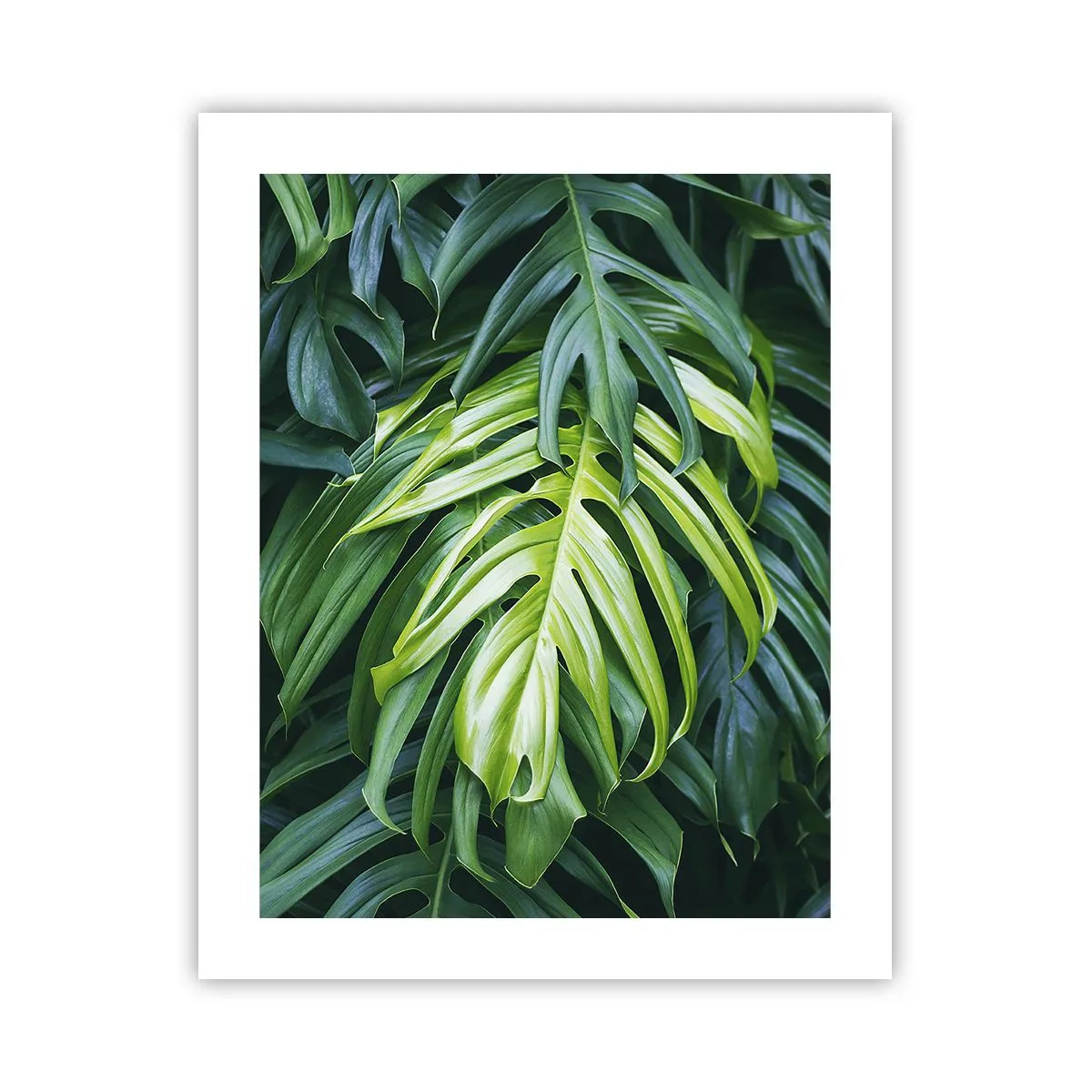 Pôster - Mergulhar no frescor - 40x50 cm
