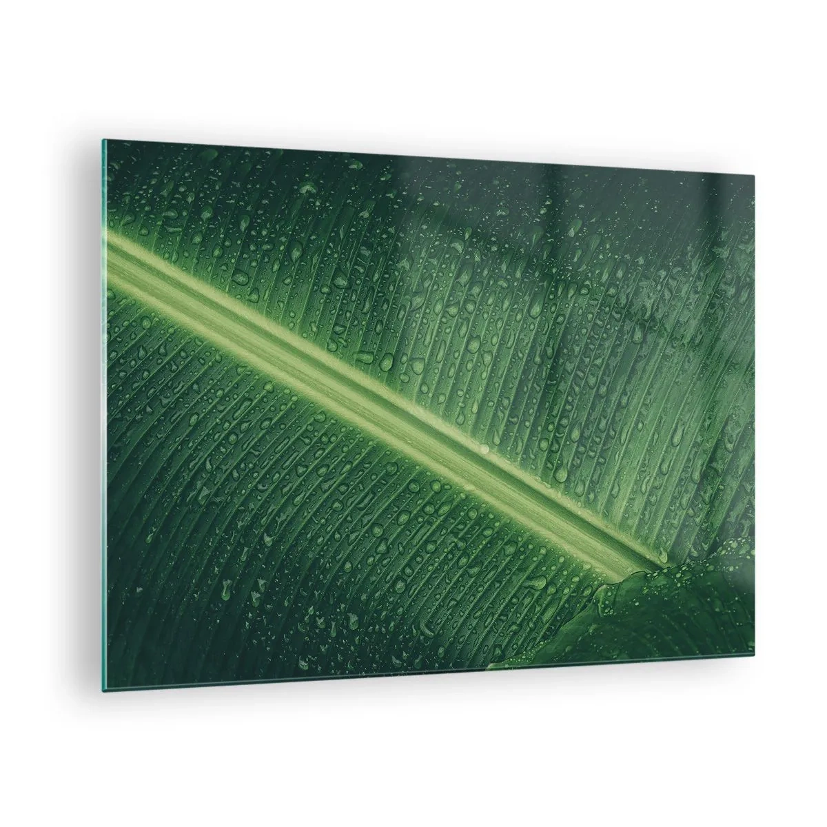 Quadro em vidro - Close-up de uma folha verde com gotas de água - 70x50cm - A estrutura da vegetação - Decoração de parede moderna para a sala de estar e quarto ARTTOR
