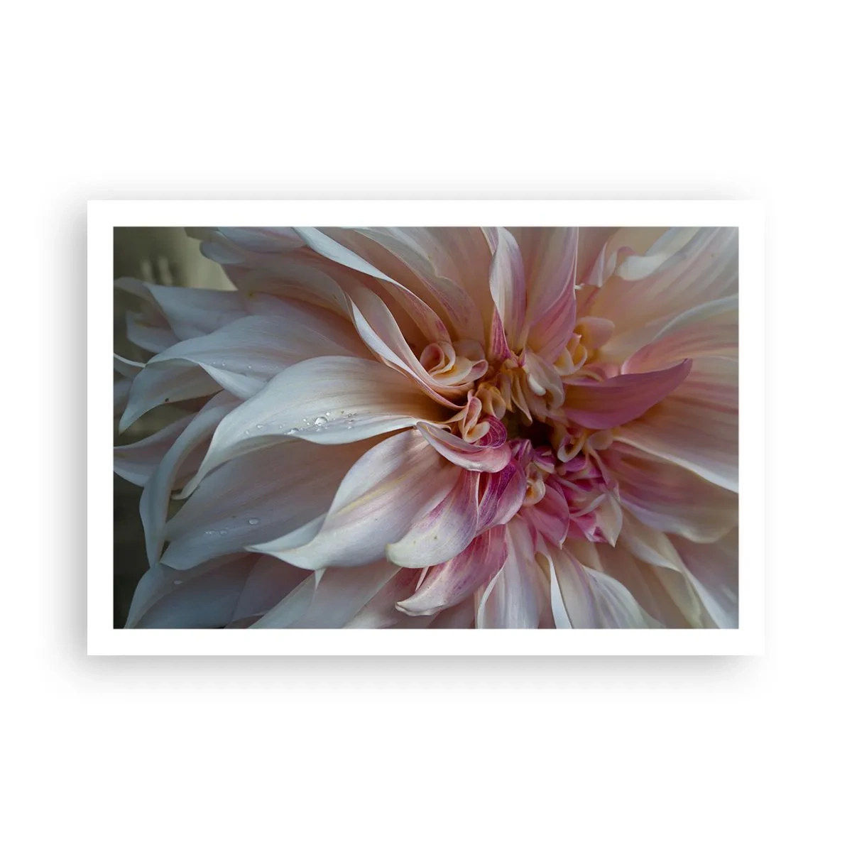 Pôster - Frescor florescente - 91x61 cm