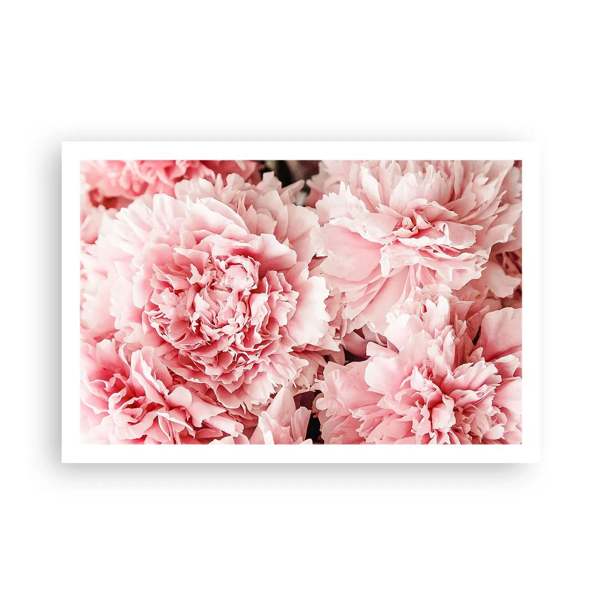Pôster - Sonho rosa - 91x61 cm