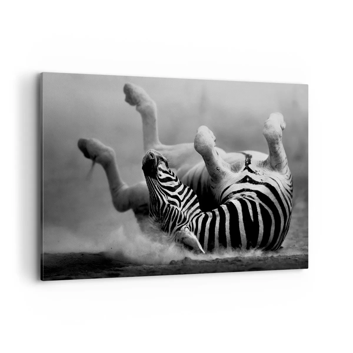 Quadro em tela - Vai dar zebra - 100x70 cm