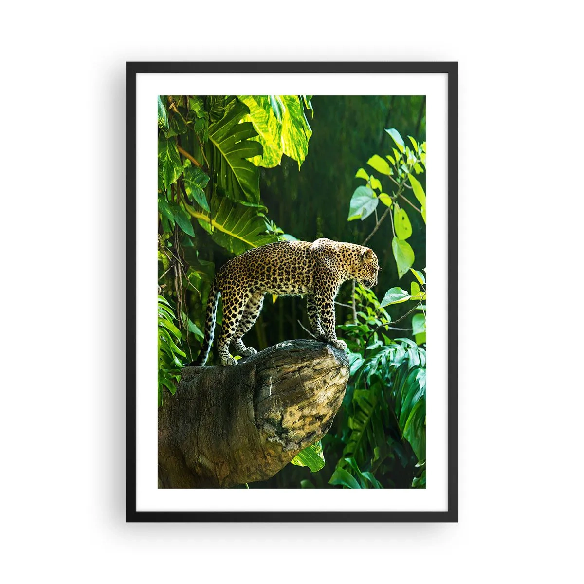 Pôster com moldura preta - Um leopardo em pé sobre uma rocha em uma floresta tropical - 50x70cm - Vamos caçar? - Decoração de parede moderna para a sala de estar e quarto ARTTOR