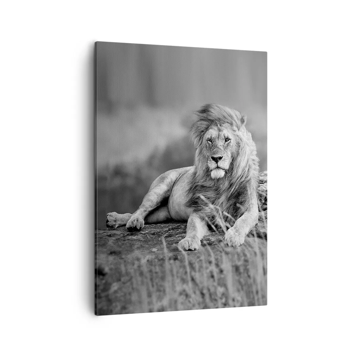 Quadro em tela - Sesta real - 50x70 cm