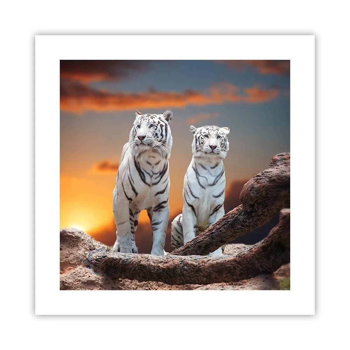 Pôster - Tal como em Nárnia - 40x40 cm