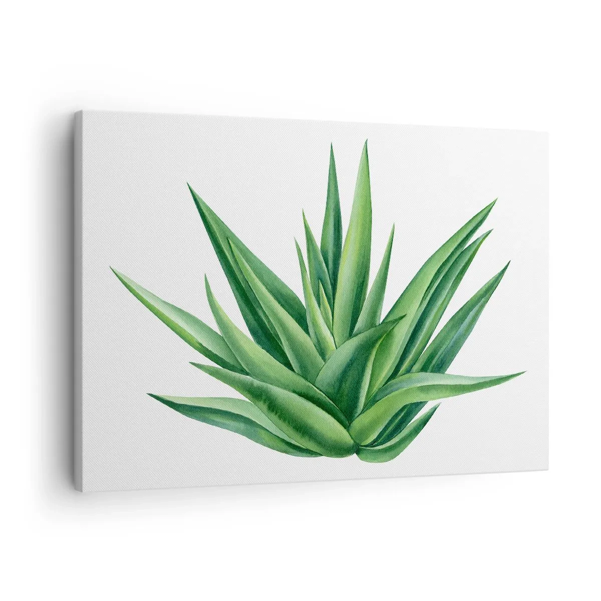 Quadro em tela - Uma planta verde suculenta em um fundo branco - 70x50cm - Verde – força – vida - Decoração de parede moderna para a sala de estar e quarto ARTTOR