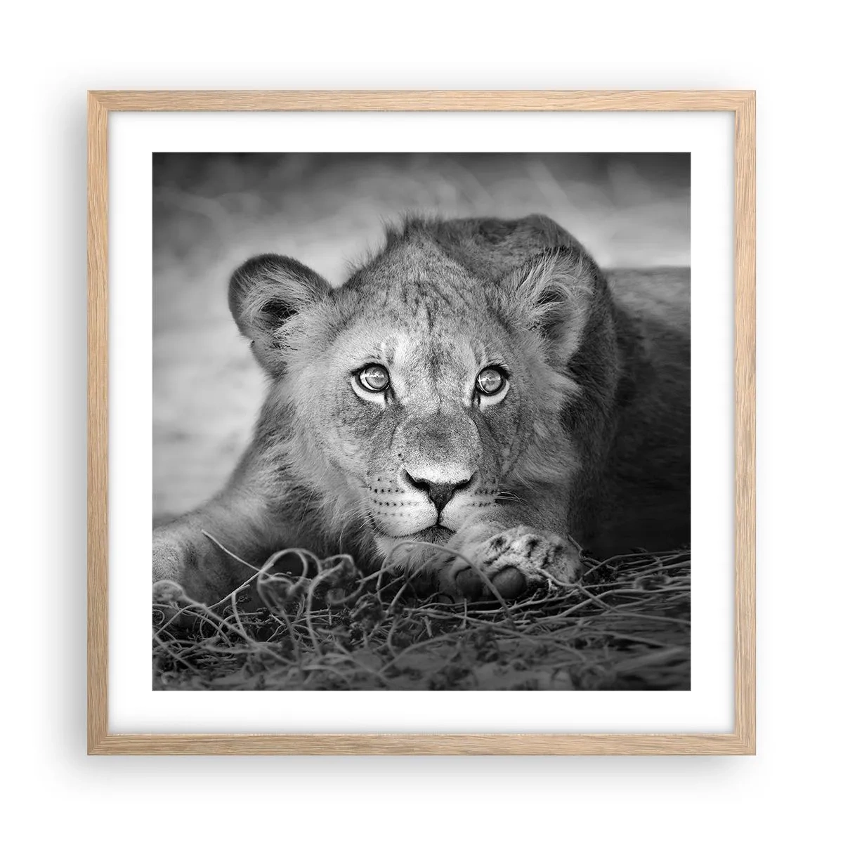 Pôster com moldura de carvalho claro - Cachorro real - 50x50 cm