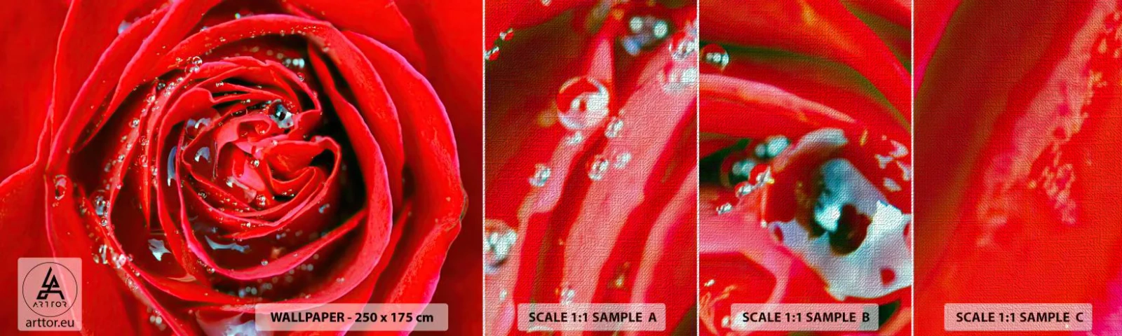 Amostra de papel de parede Premium Canvas - Em gotas de orvalho - Flores, Rosa vermelha, Amor - 100x30 cm