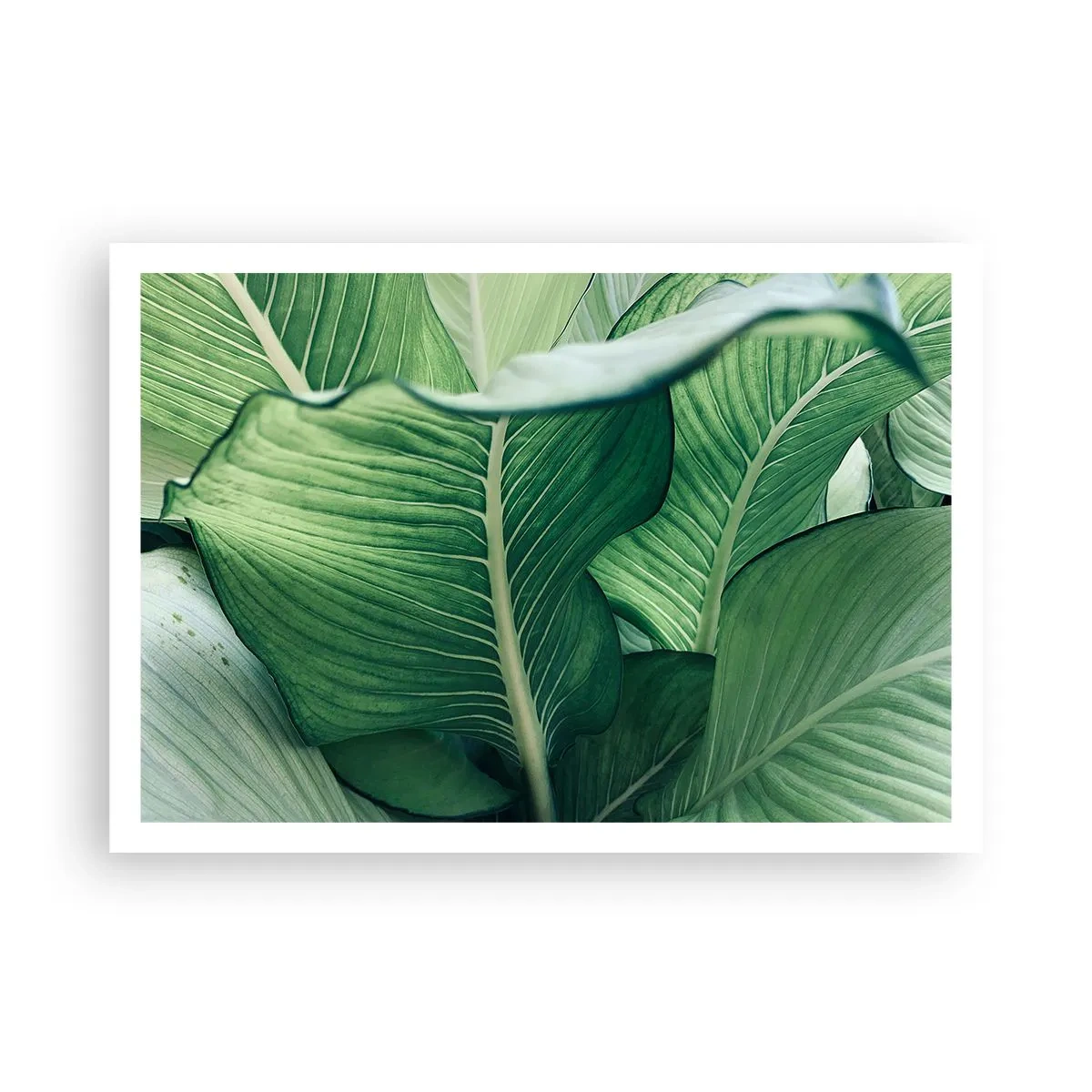 Pôster - Vida intensamente verde - 100x70 cm