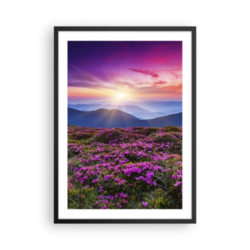 Pôster com moldura preta - Um campo de flores roxas nas montanhas ao pôr do sol - 50x70cm - Campo cheiroso - Decoração de parede moderna para a sala de estar e quarto ARTTOR