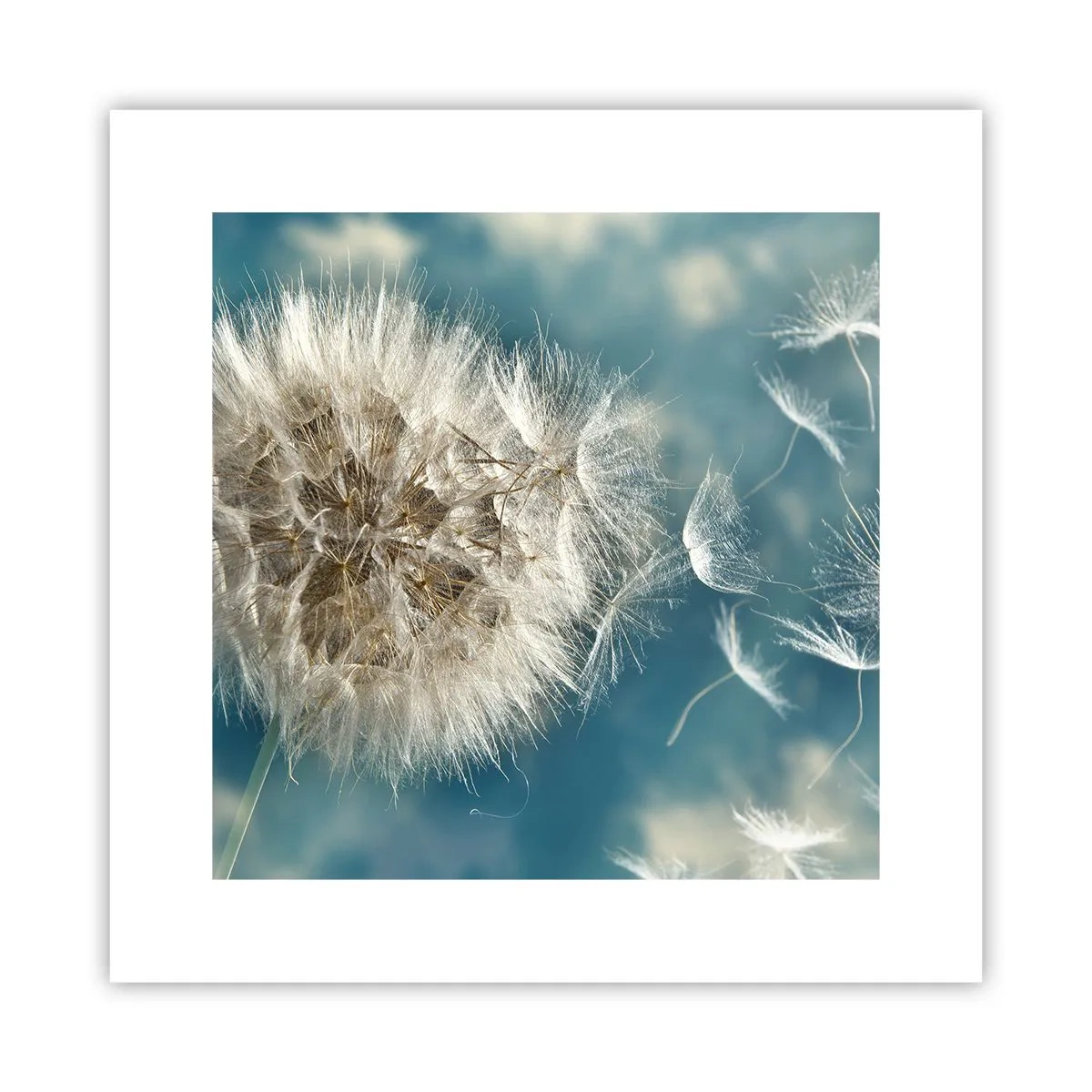 Pôster - Respiração de um anjo - 30x30 cm