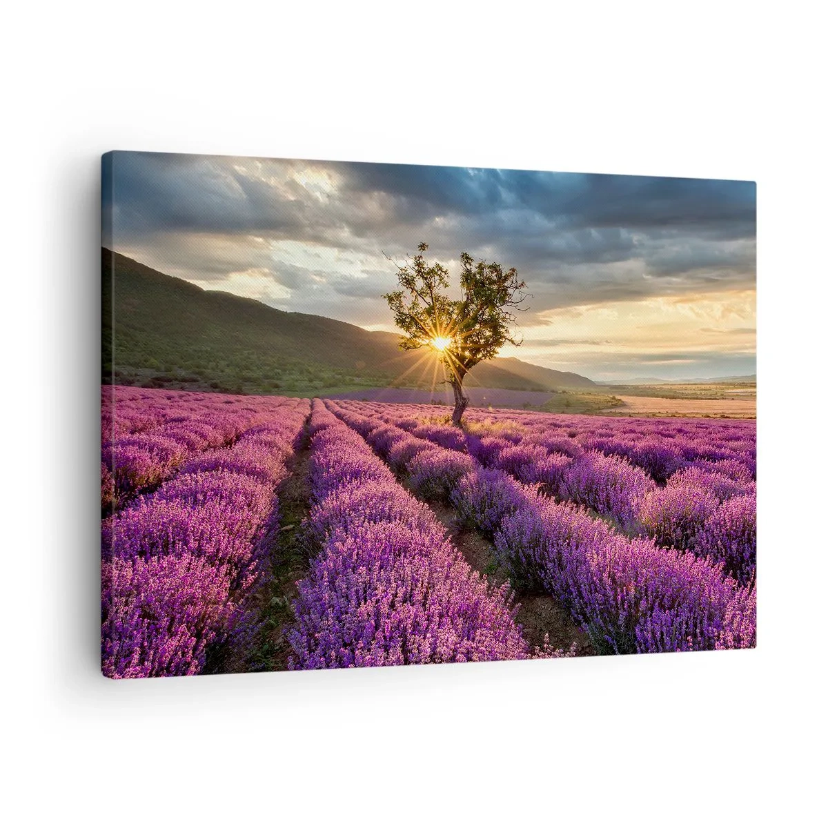 Quadro em tela - Um campo de lavanda com uma árvore solitária ao pôr do sol - 70x50cm - Aroma lilás - Decoração de parede moderna para a sala de estar e quarto ARTTOR