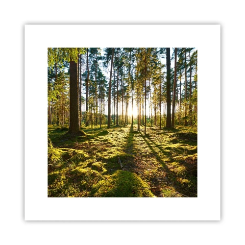 Pôster - ...Além das sete florestas - 30x30 cm