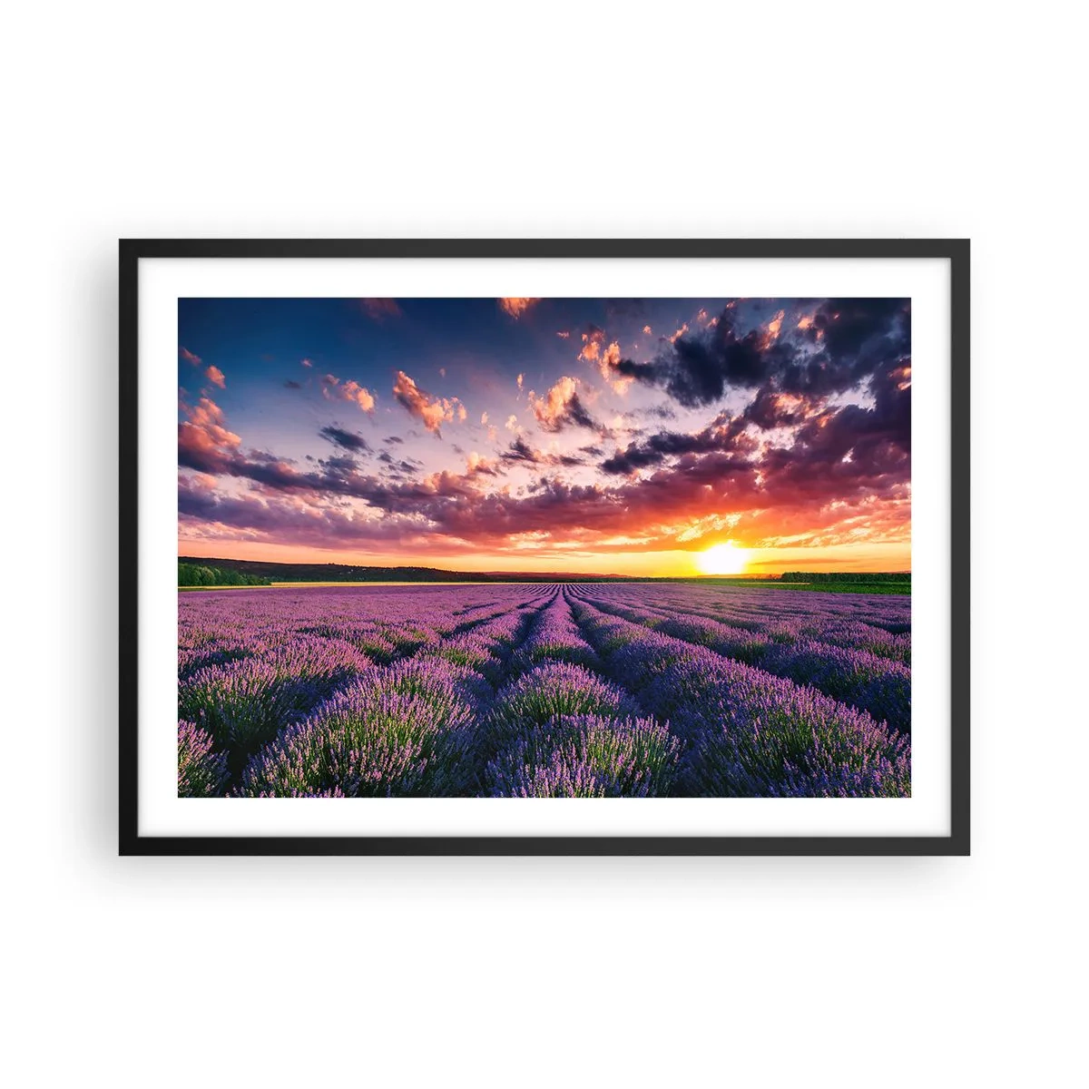 Pôster com moldura preta - O mundo da lavanda - 70x50 cm