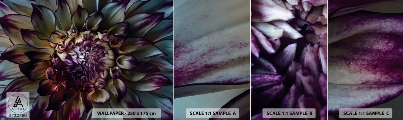 Amostra de Papel de Parede Standard Eco - O florescimento da juventude - Flores, Dália, Flor desabrochando - 100x30 cm