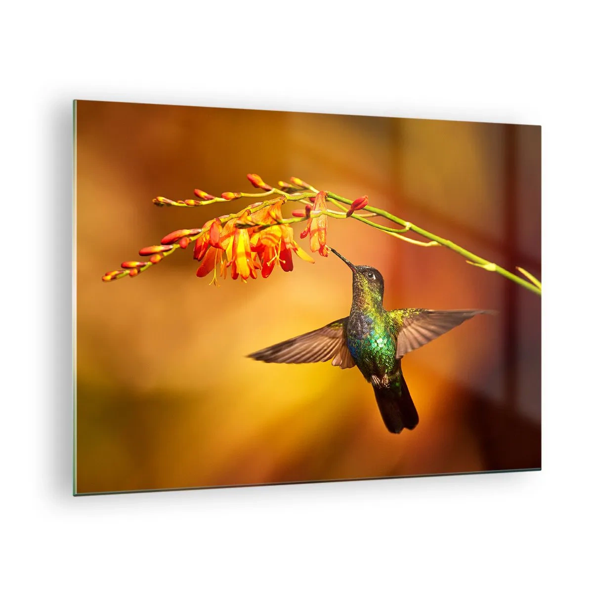 Quadro em vidro - Beija-flor perto das flores em um brilho dourado - 70x50cm - Mensageiro Maia da Luz - Decoração de parede moderna para a sala de estar e quarto ARTTOR