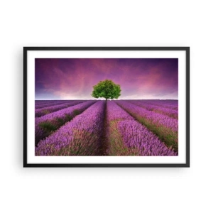 Pôster com moldura preta - Nos campos de lavanda - 70x50 cm
