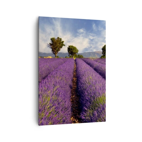Quadro em tela - Prados de lavanda - 70x100 cm