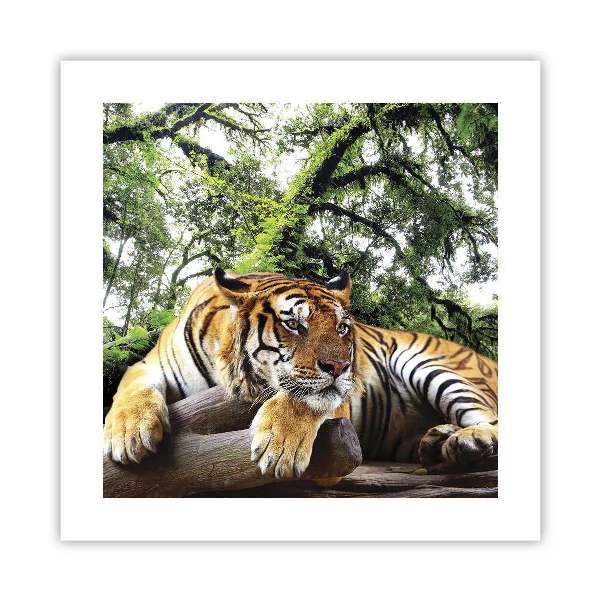 Pôster - Com os melhores cumprimentos - 40x40 cm