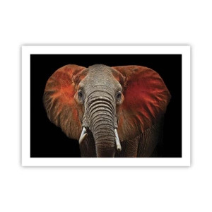 Pôster - Eu sou selvagem, e você? - 70x50 cm