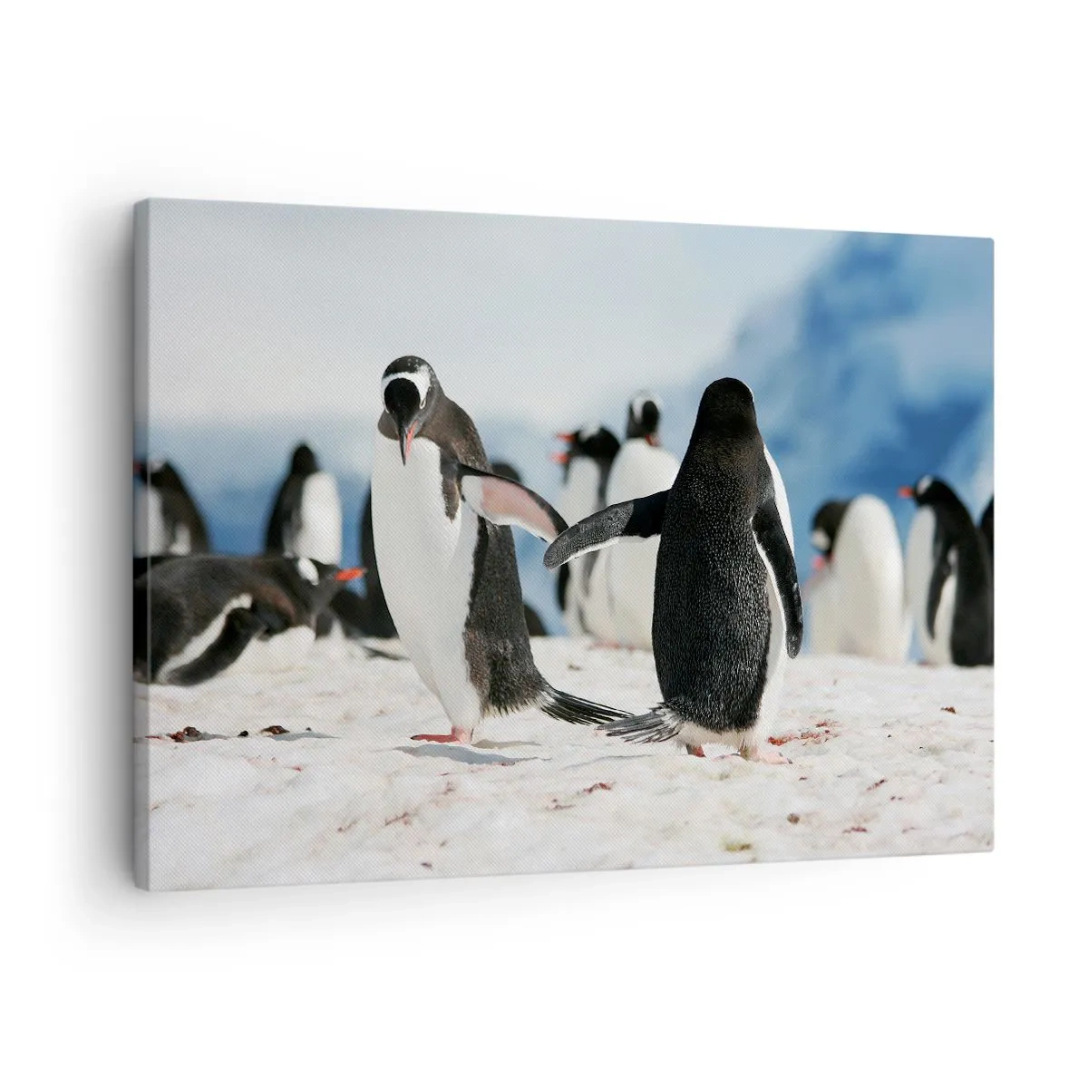 Quadro em tela - Um grupo de pinguins na neve em uma paisagem antártica - 70x50cm - Dança na neve - Decoração de parede moderna para a sala de estar e quarto ARTTOR