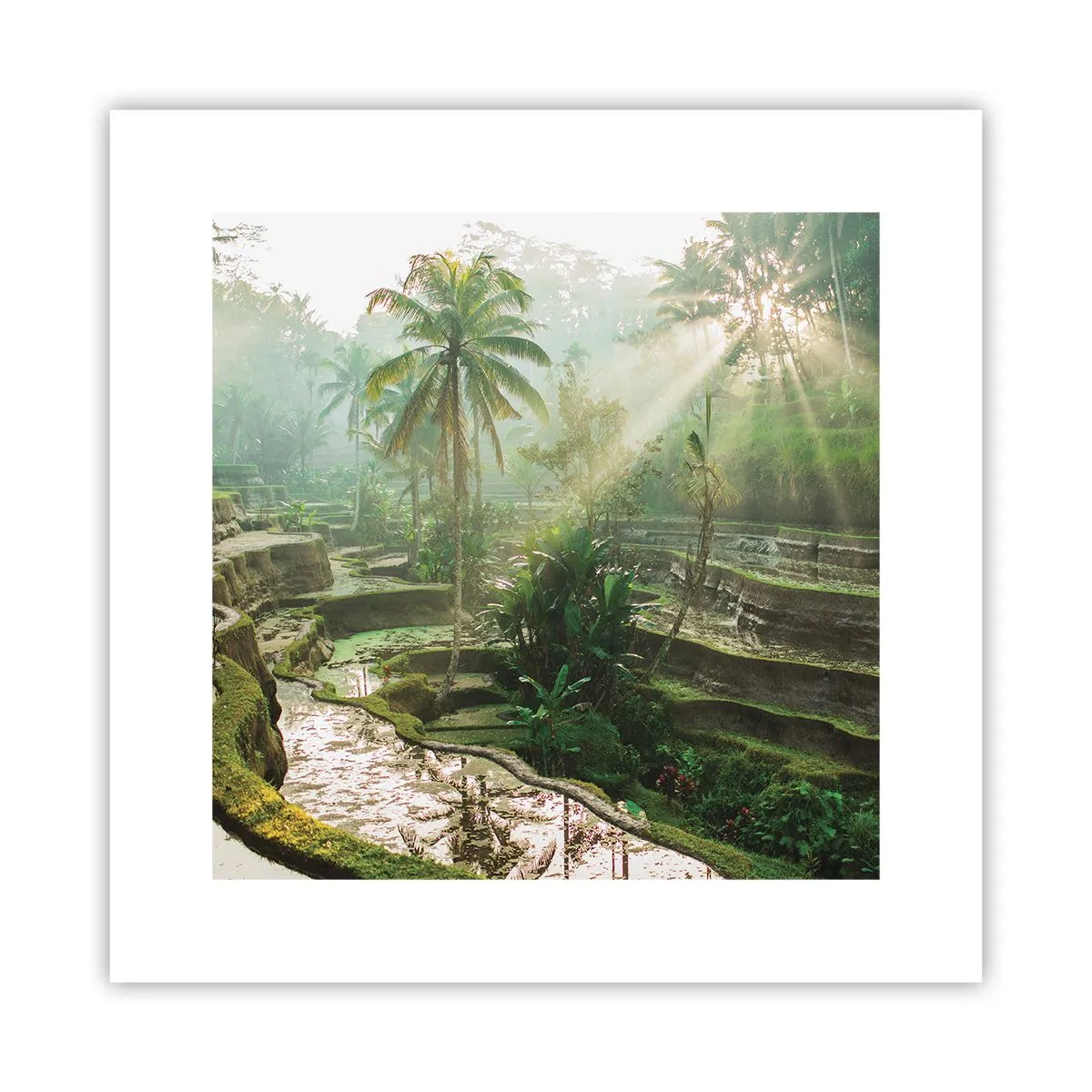 Pôster - Crescer ao sol - 30x30 cm